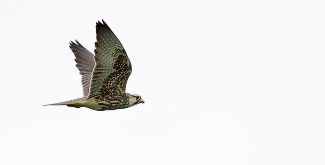 Lanner Falcon in flight
